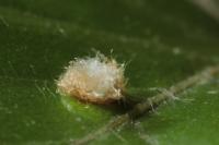 Hartigiola annulipes