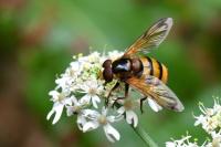 Volucella inanis