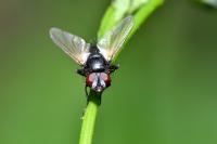 Zophomyia temula