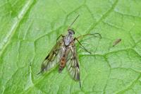 Rhagio scolopaceus