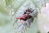 Trypetoptera punctulata