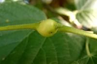 Contarinia tiliarum