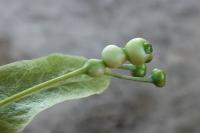 Contarinia tiliarum