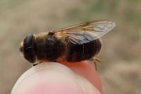 Eristalis tenax