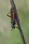 Sepedon sphegea