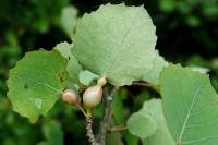 Contarinia petioli