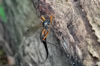 Tanyptera atrata