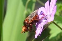 Sicus ferrugineus