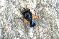 Mesembrina meridiana