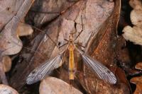 Tipula lunata