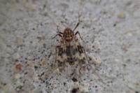 Psectrotanypus varius