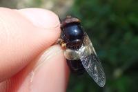 Volucella pellucens