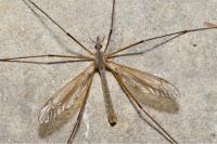 Tipula paludosa