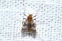 Psectrotanypus varius