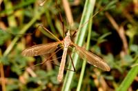 Tipula paludosa