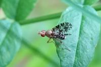 Trypetoptera punctulata