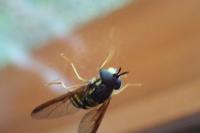 Chrysotoxum