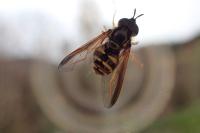 Chrysotoxum