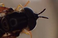Chrysotoxum