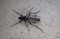 Bibio venosus