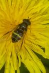 Dasysyrphus tricinctus