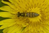 Sphaerophoria scripta