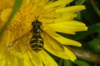 Chrysotoxum intermedium