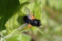 Mesembrina meridiana