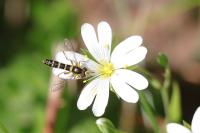 Sphaerophoria scripta