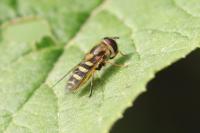 Syrphus vitripennis