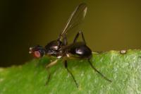 Nemopoda nitidula