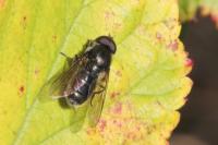 Cheilosia variabilis