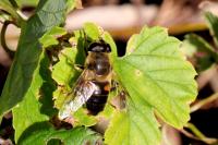 Eristalis tenax