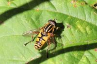Helophilus pendulus