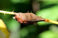Lasioptera rubi