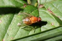 Phaonia pallida
