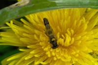 Sphaerophoria scripta