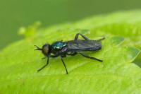 Actina chalybea