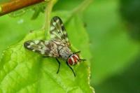 Otites guttata