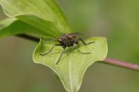 Empis tessellata