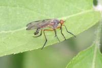 Empis livida