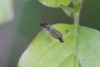 Baccha elongata