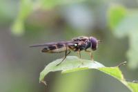 Melanostoma scalare