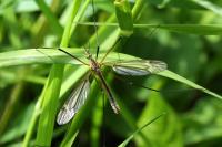 Tipula vernalis