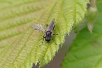Bibio venosus