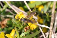 Empis tessellata