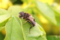 Eristalis pertinax