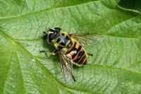 Myathropa florea