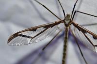 Pedicia rivosa