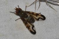 Rhagio scolopaceus